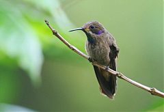 Brown Violetear